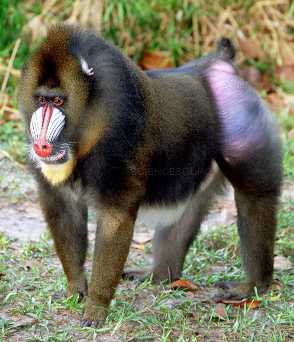 Обезьяна павиан Бабуин