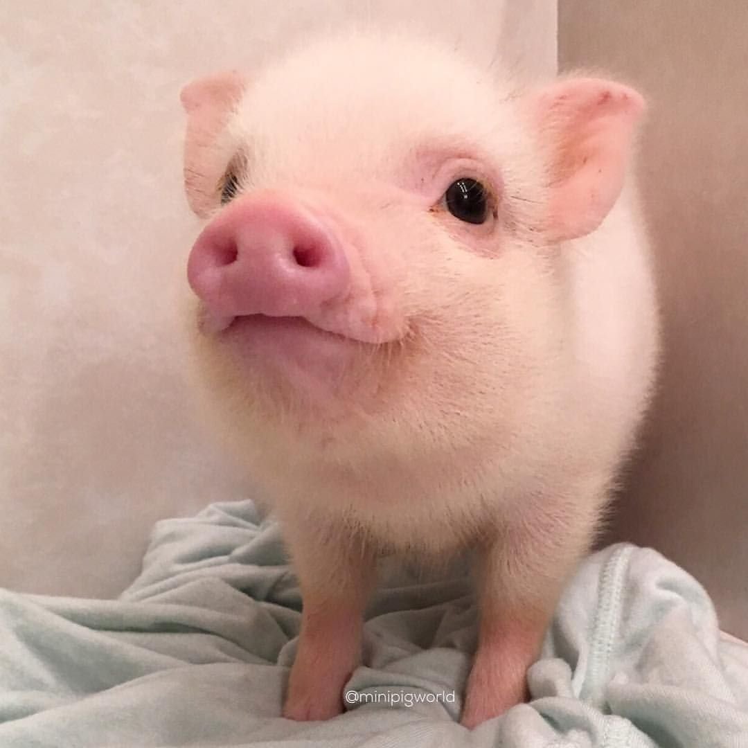 Пиг минипиг