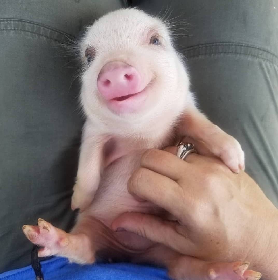 Маленький поросенок