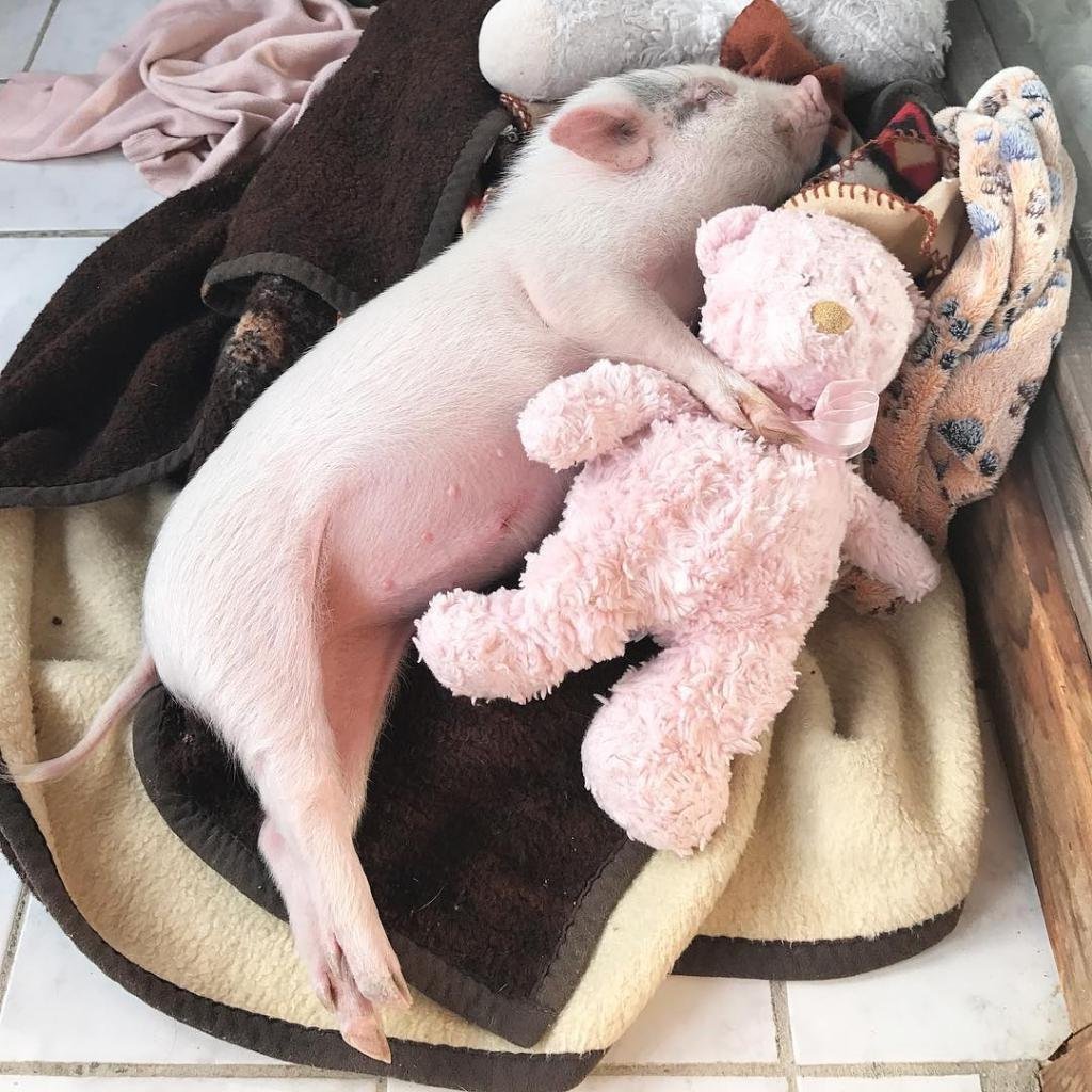 Спящий поросенок