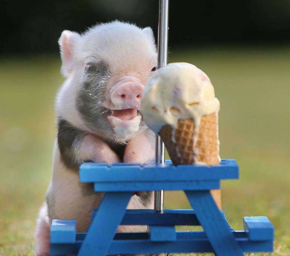 Поросенок и мороженое