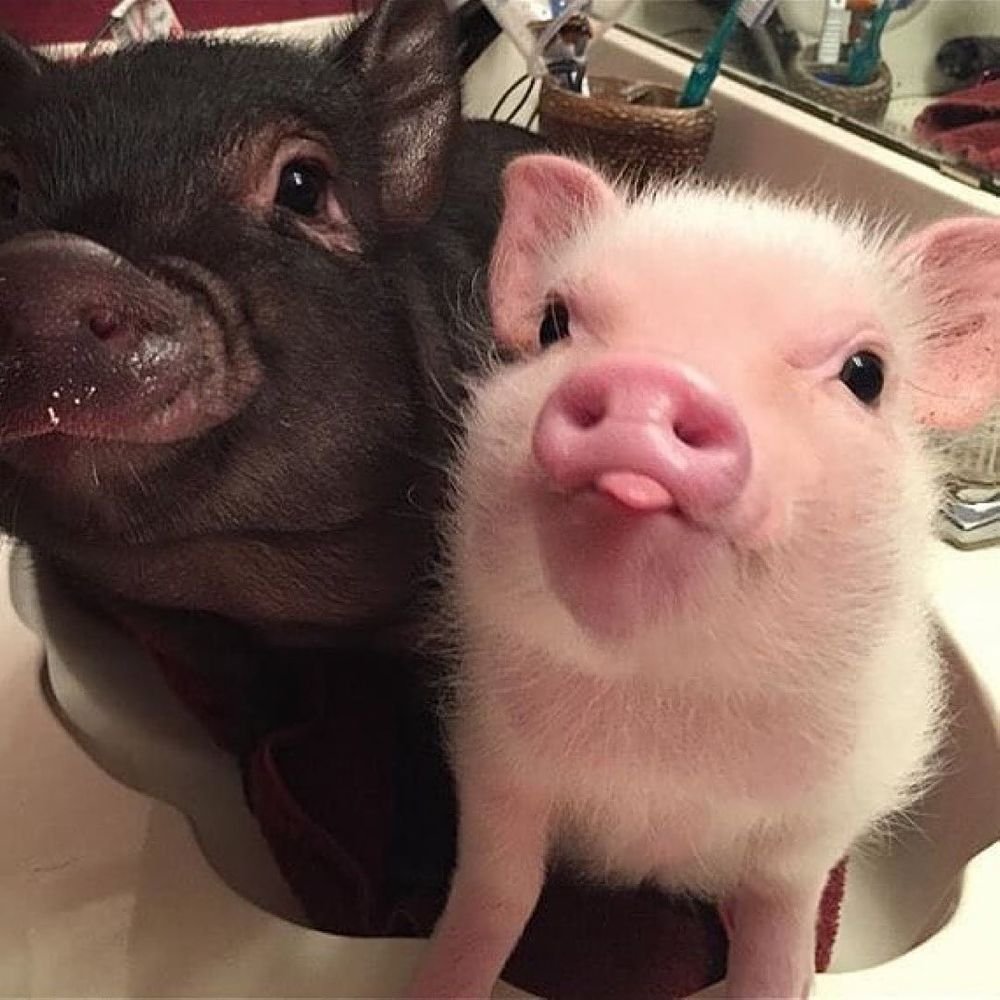 Бергштрессер книрт