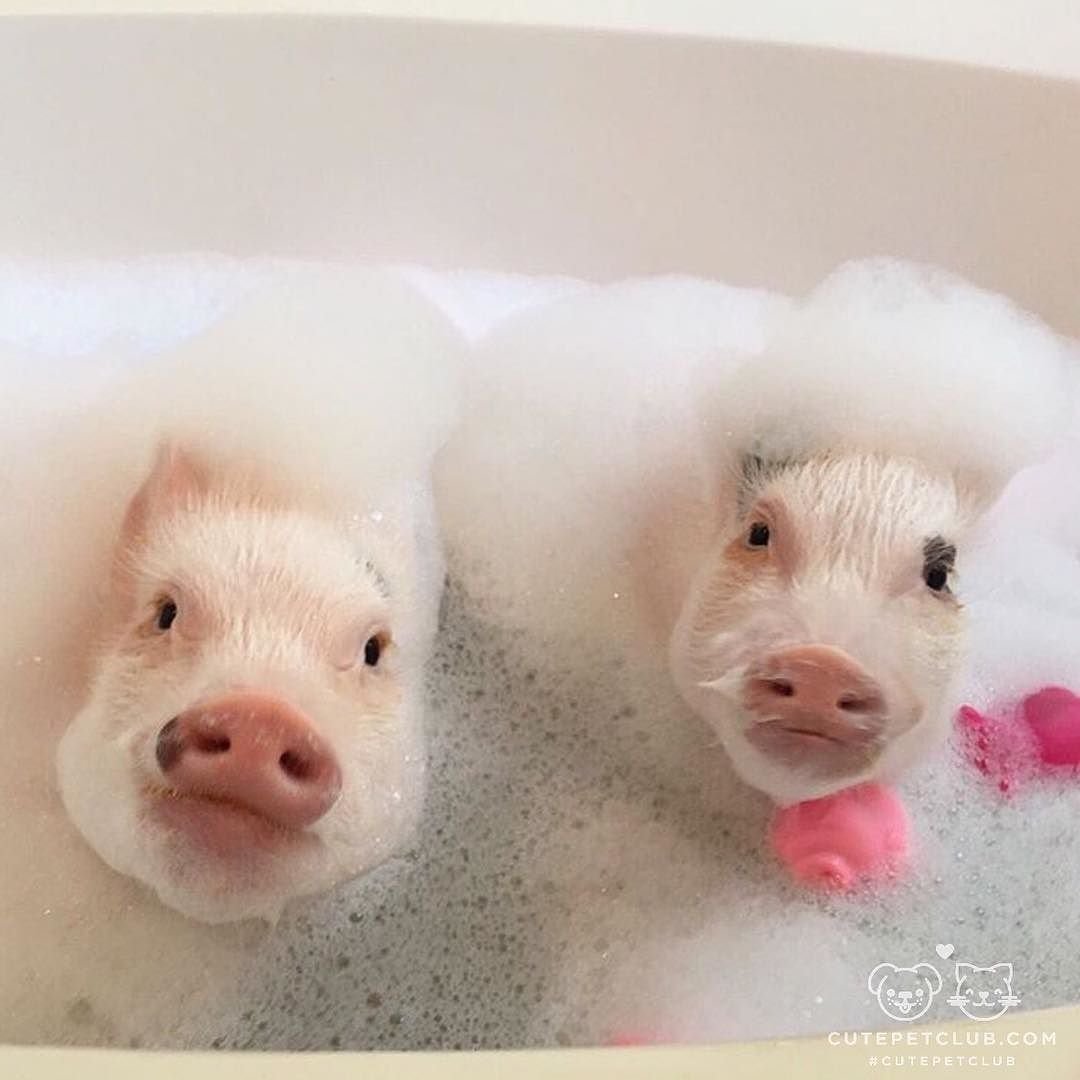 Поросенок в ванне