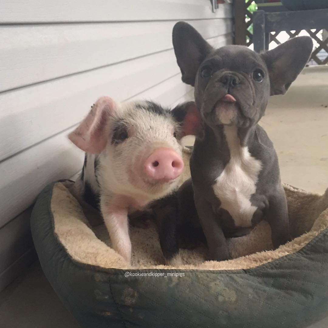 Собака свинья