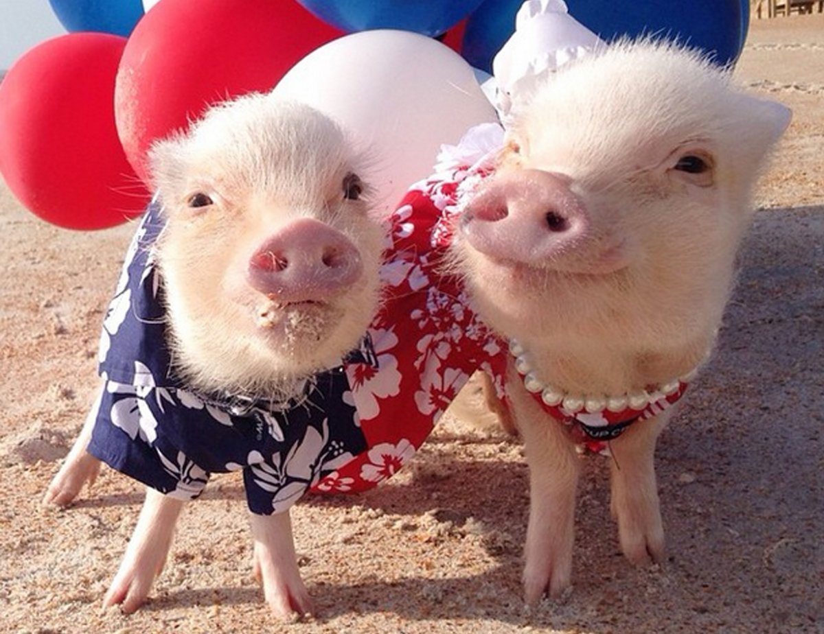Веселый поросенок