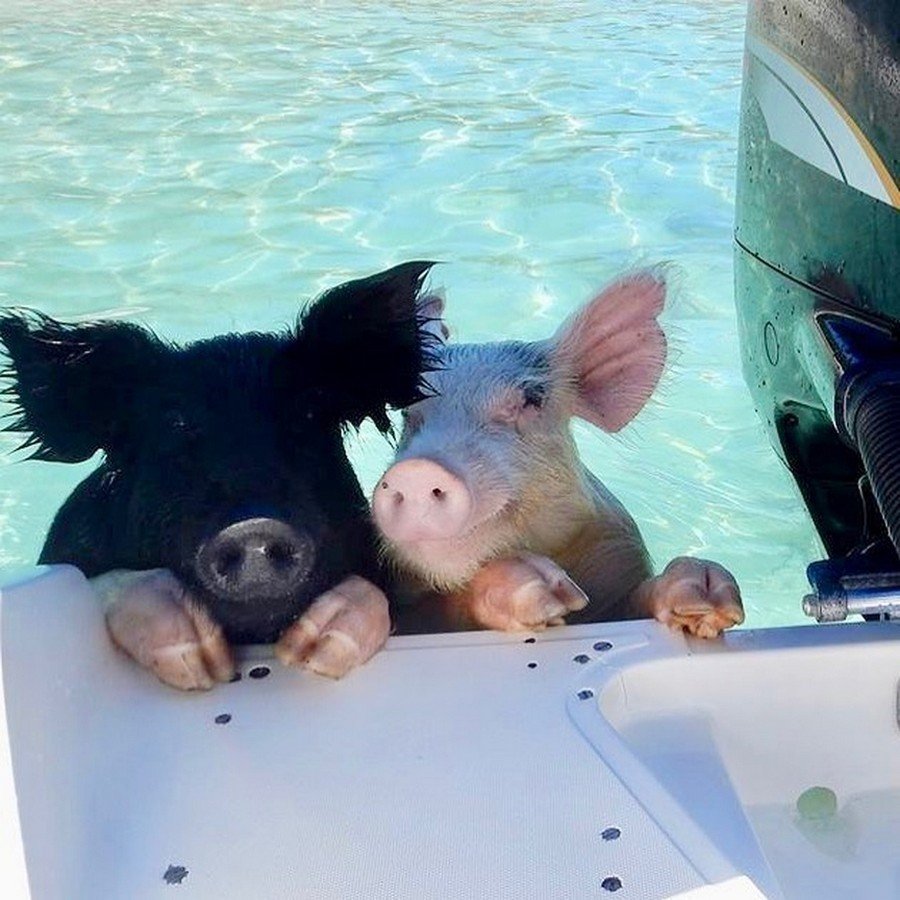 Хрюша на море