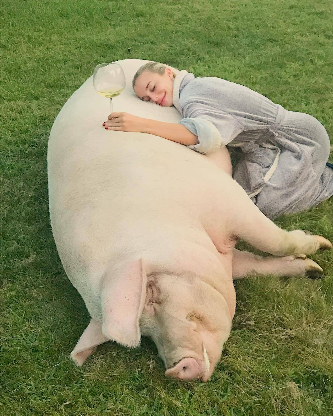 Свинья прикол