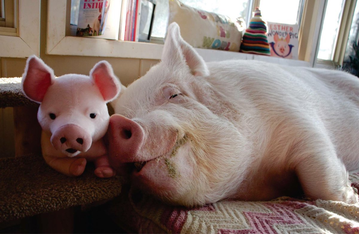 Минипиг Эстер