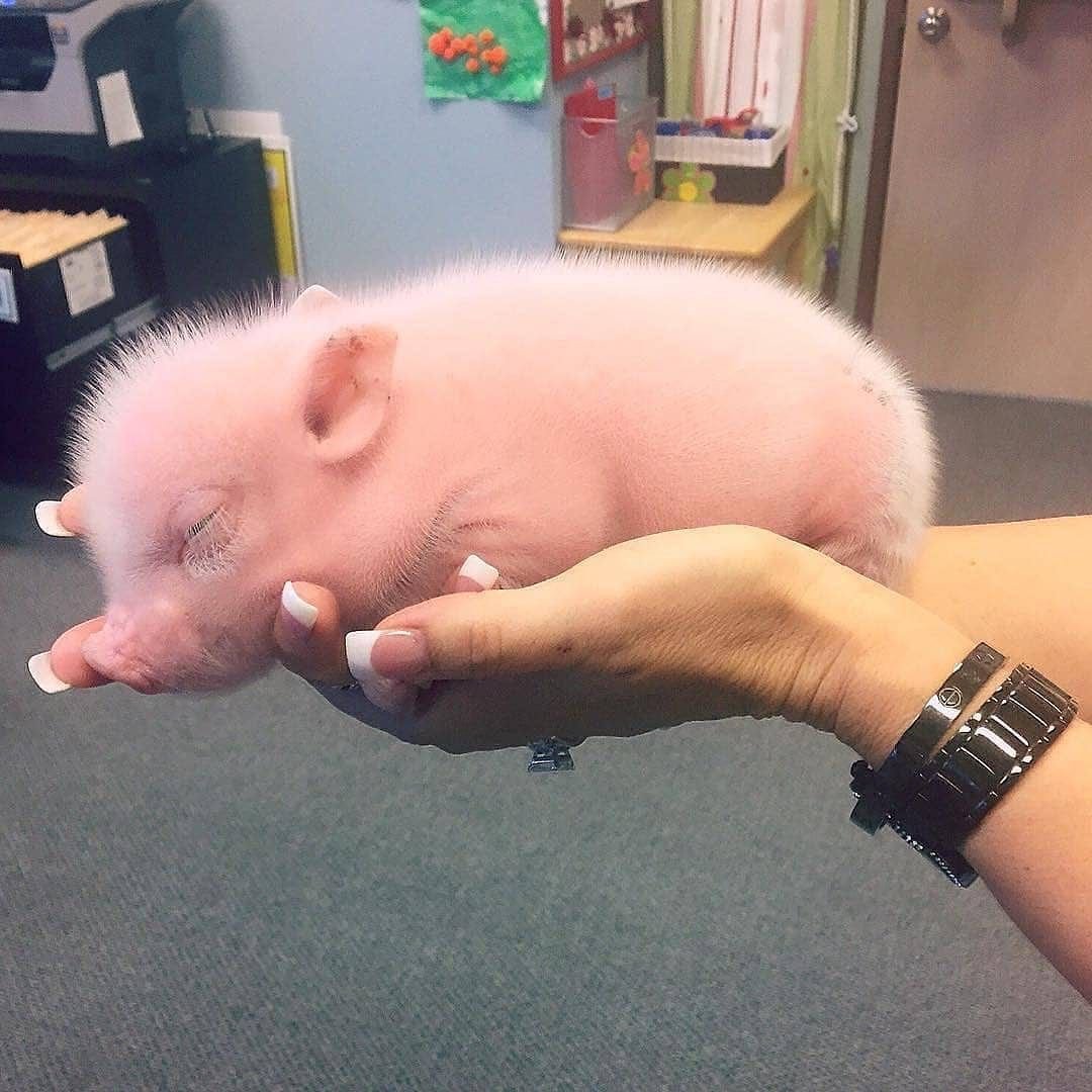 Новорожденные поросята