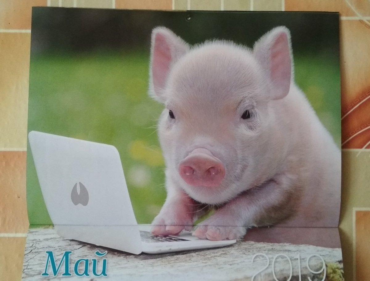 Самый милый поросенок