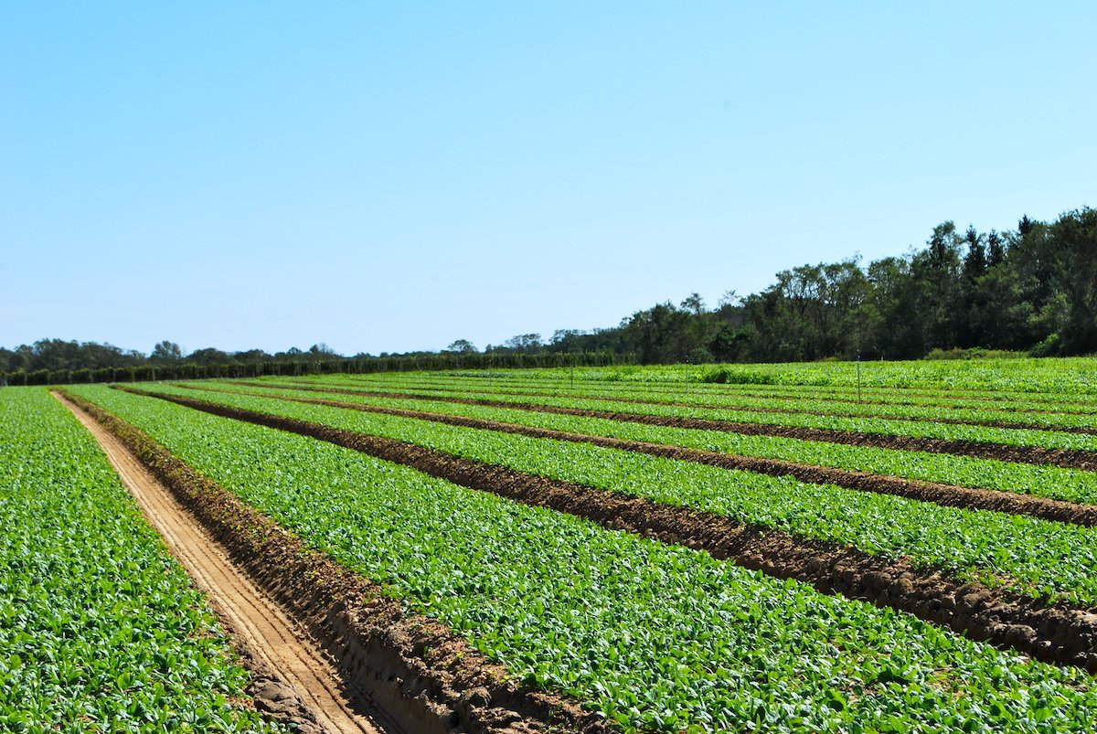 Органическая агрокультура
