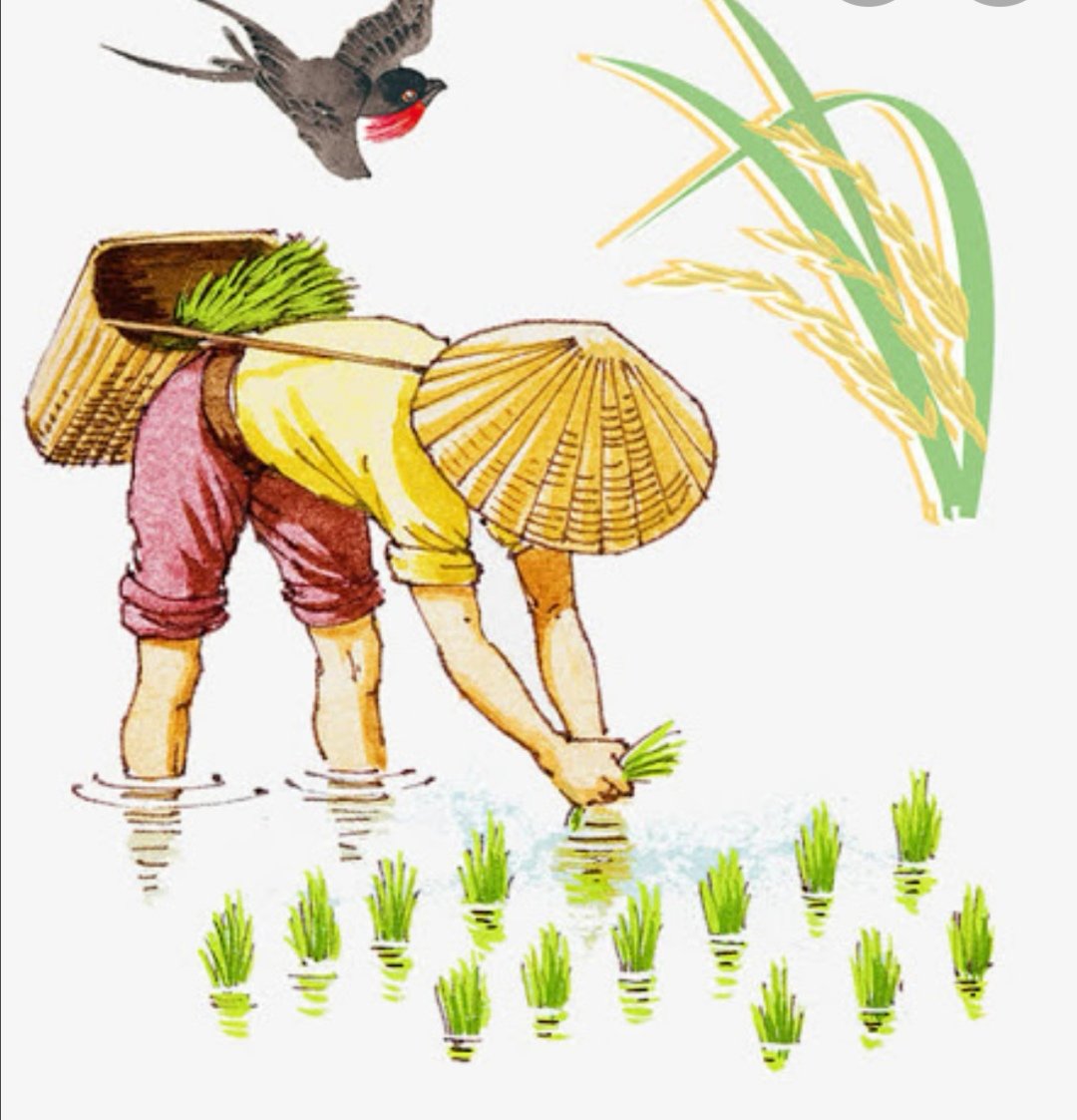 Рисунок что выращивают земледельцы !