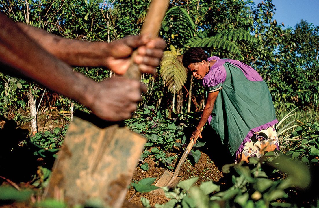 Папуа новая Гвинея сельское хозяйство