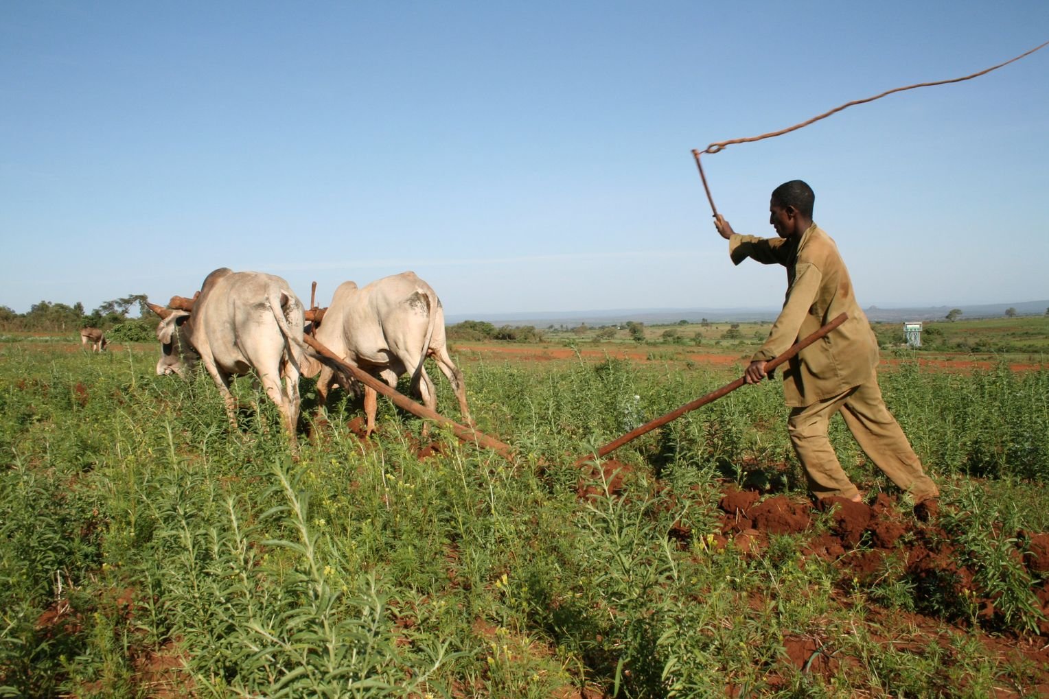Хозяйственная деятельность и особенности быта. Сахель земледелие. Эфиопия сельское хозяйство. Хозяйство Африки. Земледелие в Африке.