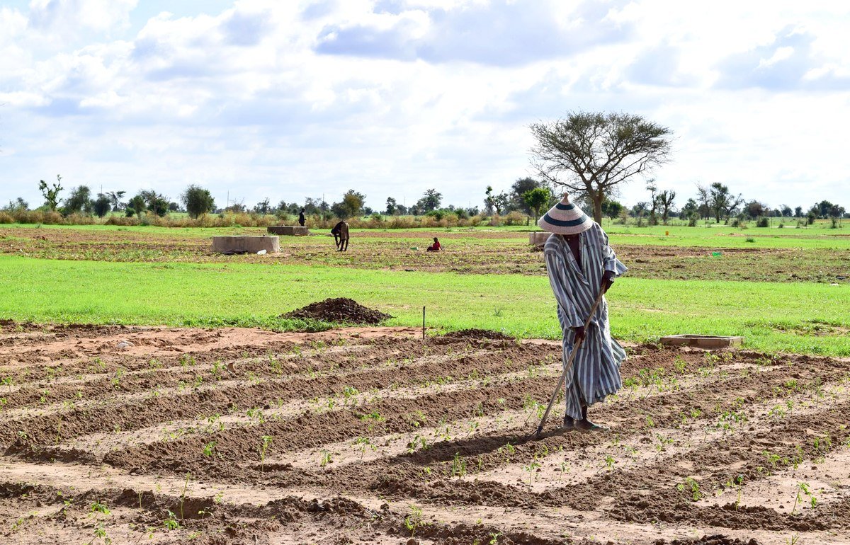 Сенегал сельское хозяйство