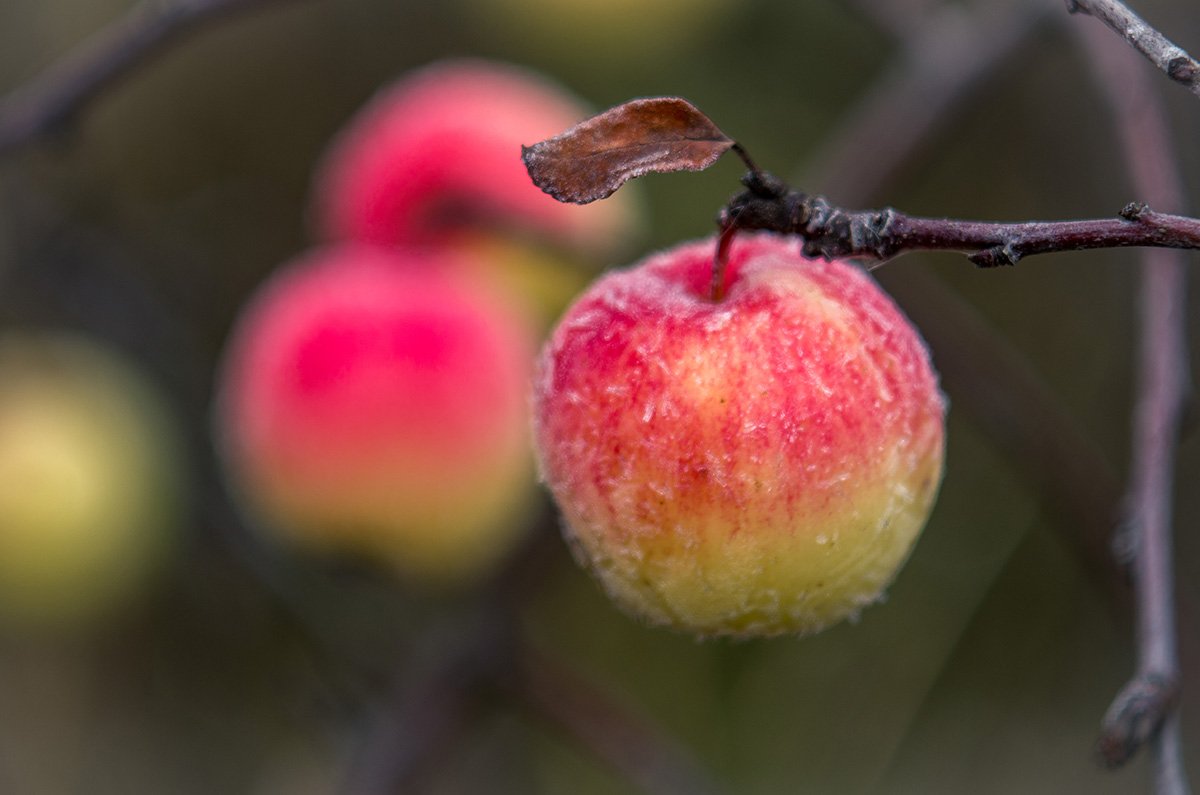 Яблоня и Молодильные яблочки