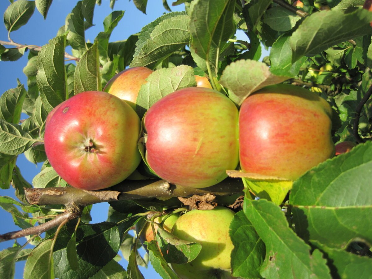 Иван Царевич и Молодильные яблоки