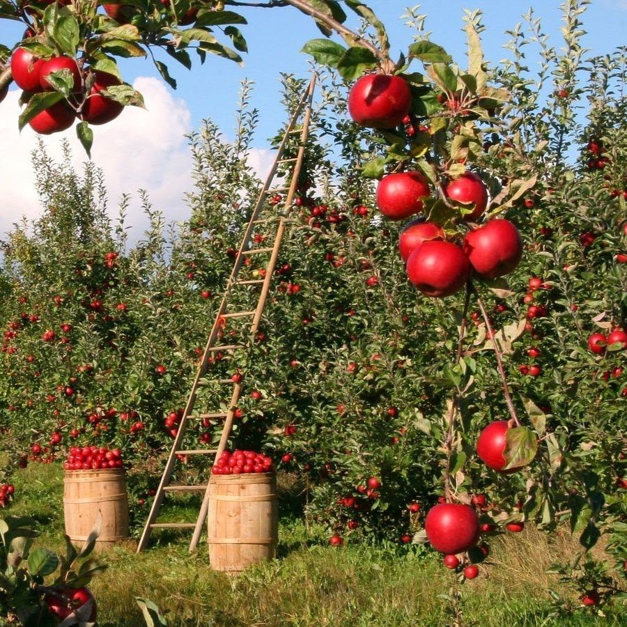 Молодильные яблоки сказка