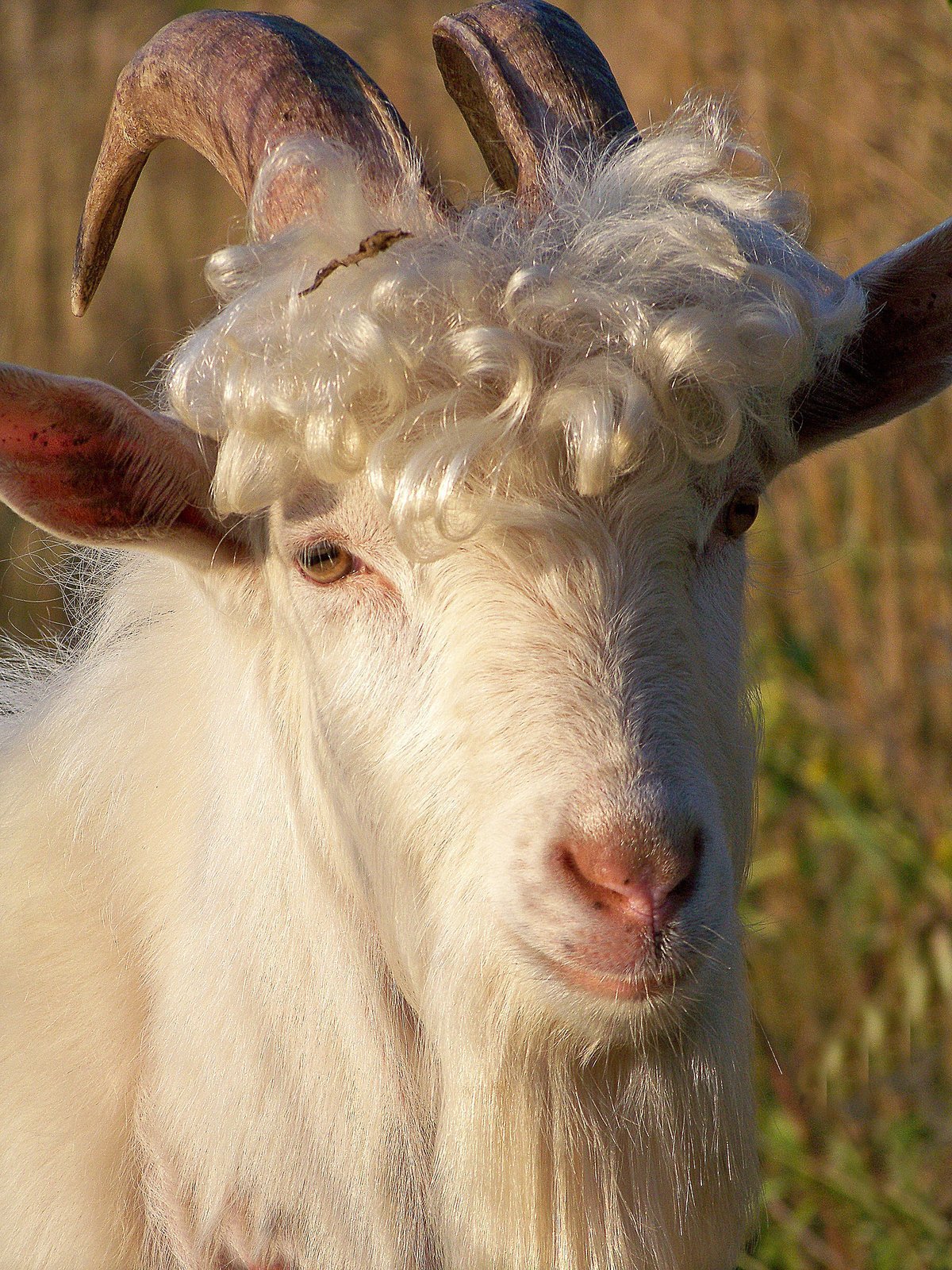 Красивый козёл с чёлкой