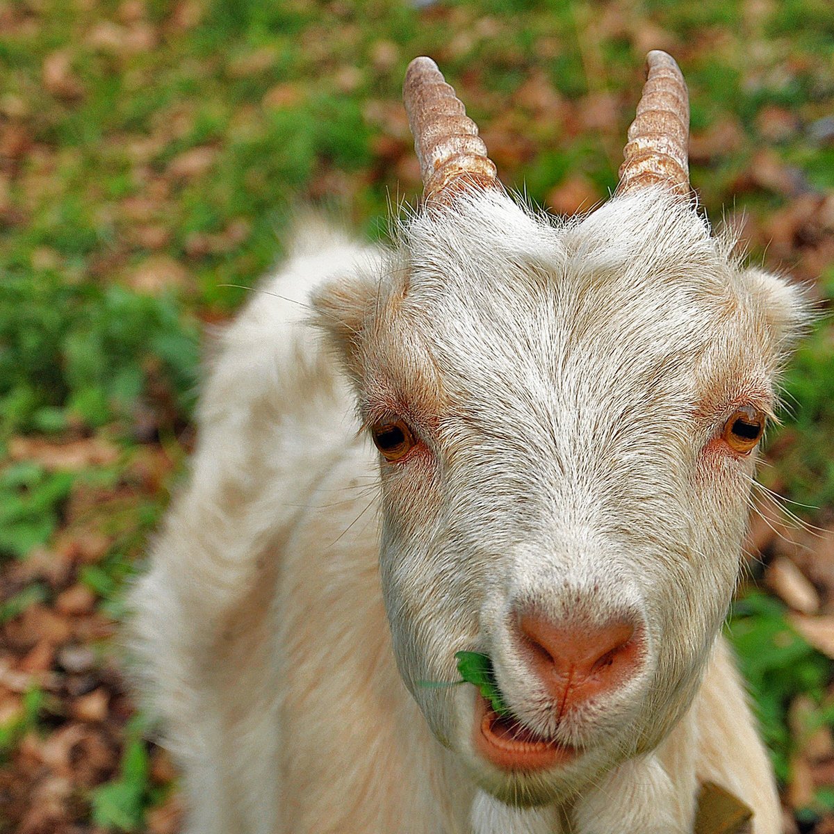 Кудрявый козел