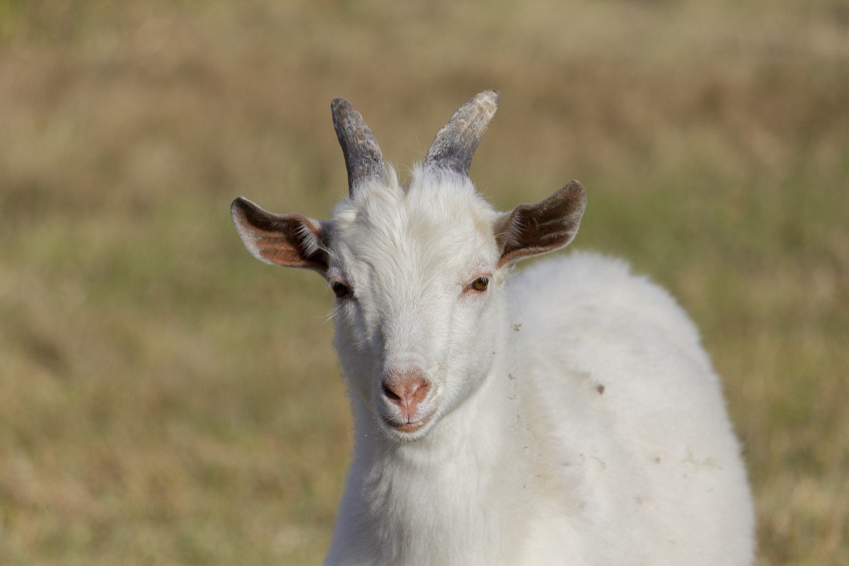 Дикая белая коза