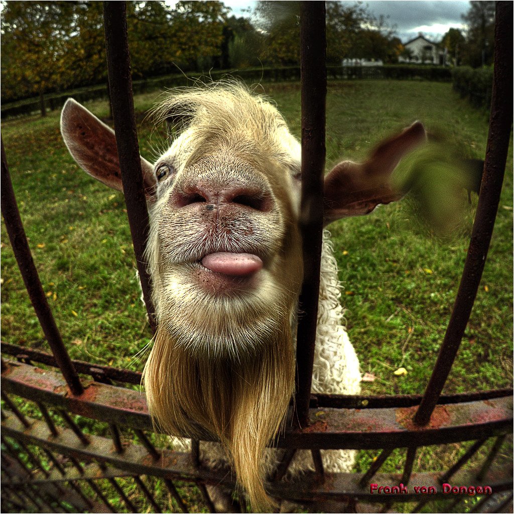 Козлячья морда