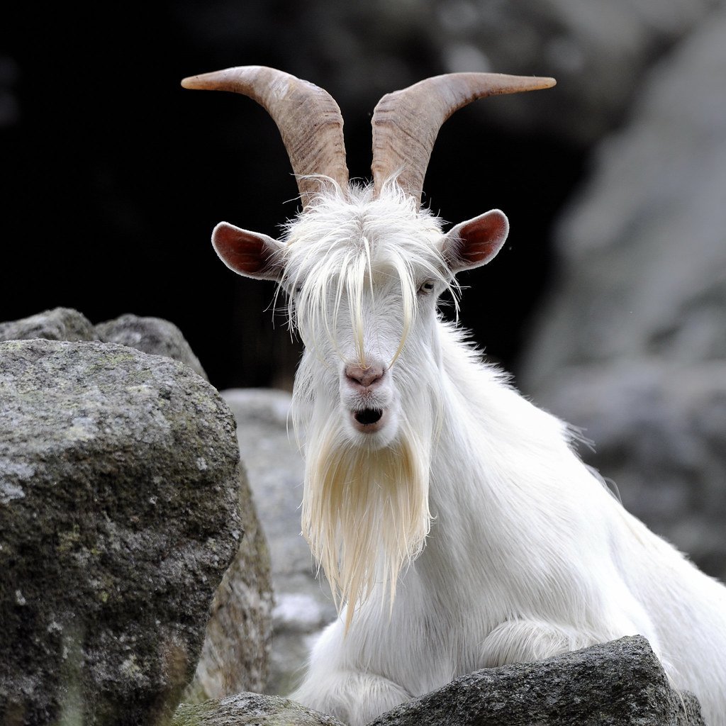 Безоаровый козел