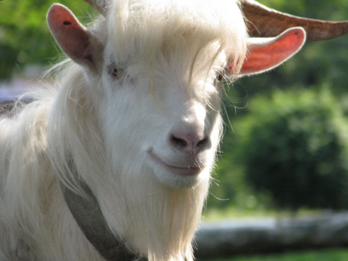 Козлик с челкой