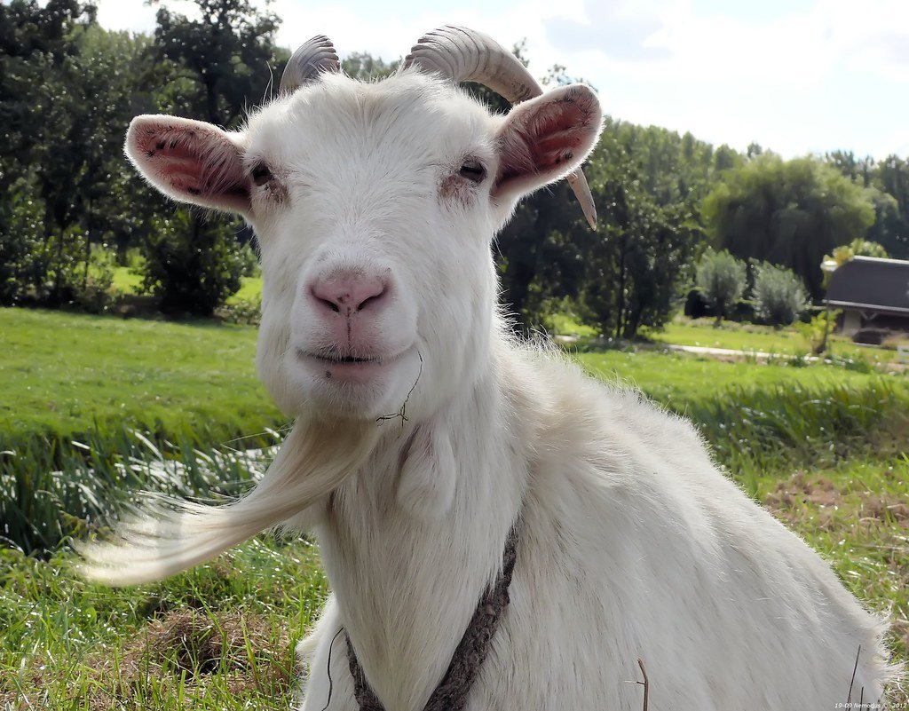 Смешная морда козла