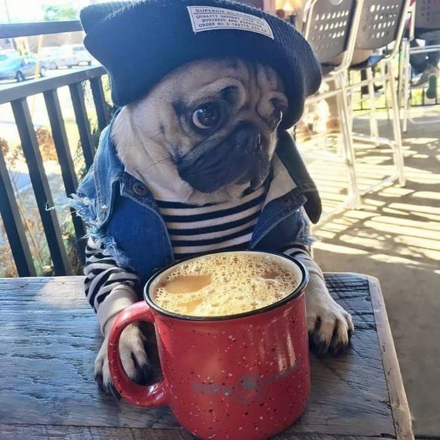 Кофе и животные