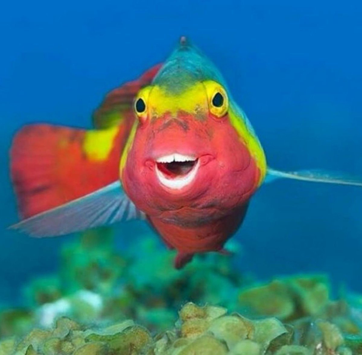 Рыбка улыбка