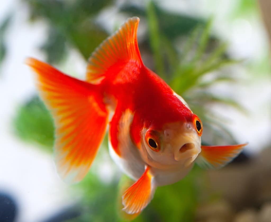 Данио вуалехвост