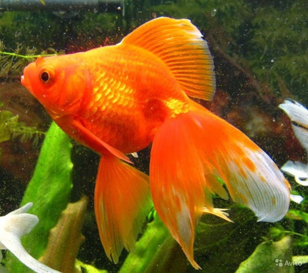 Рыба призрак батилихнопс