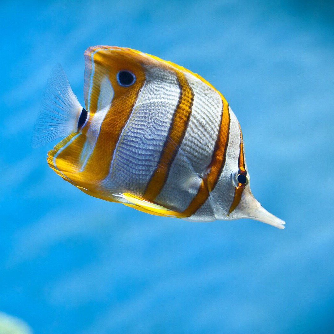 Зебрасома синяя желтохвостая