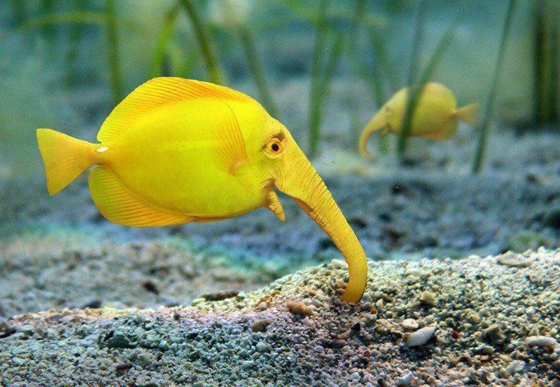 Рыба клоун Немо