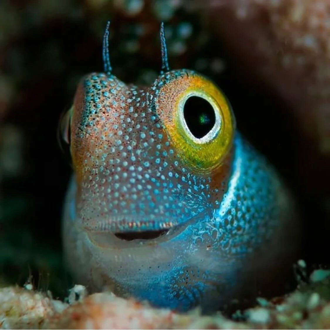 Рыба-ангел аквариумная рыбка