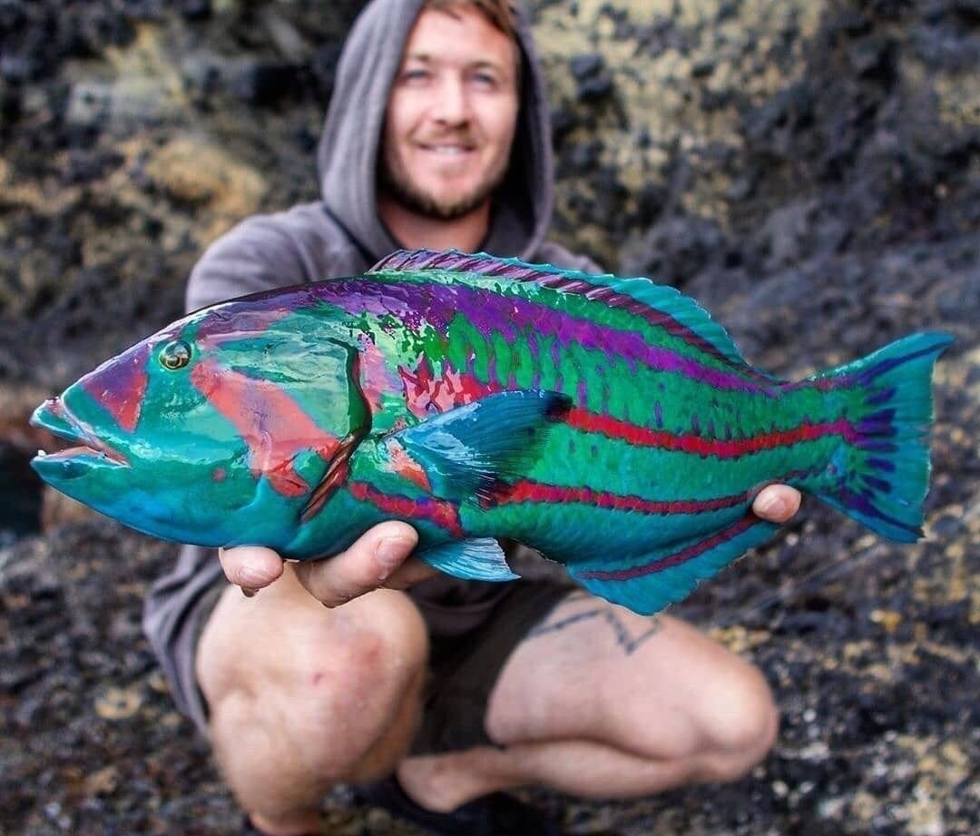 Рыбка фото картинки