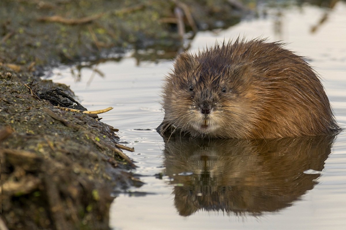 Ондатра Озерная