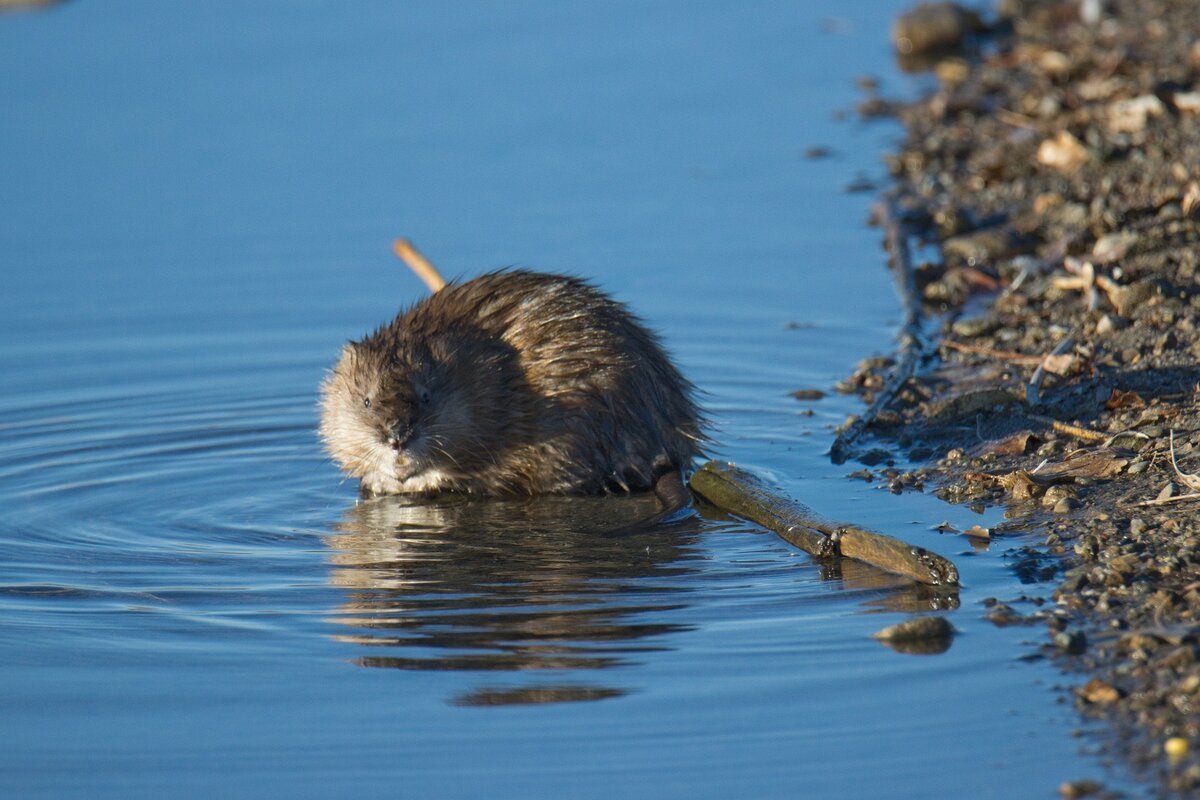 Водяная крыса и выдра
