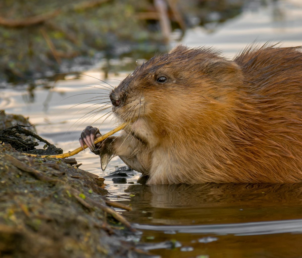Ондатра ондатра