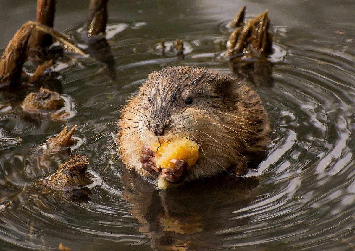 Ондатра - Ondatra zibethica l.