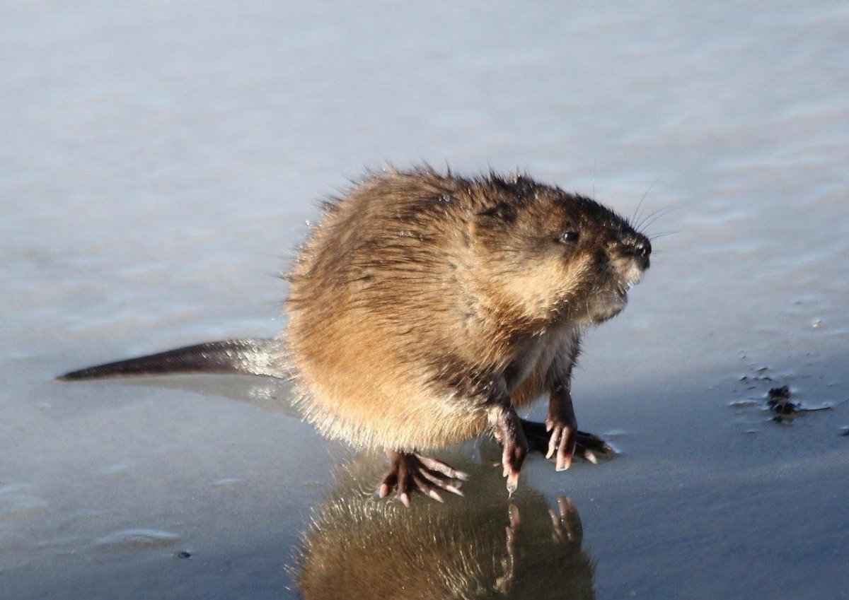 Веселый бобер