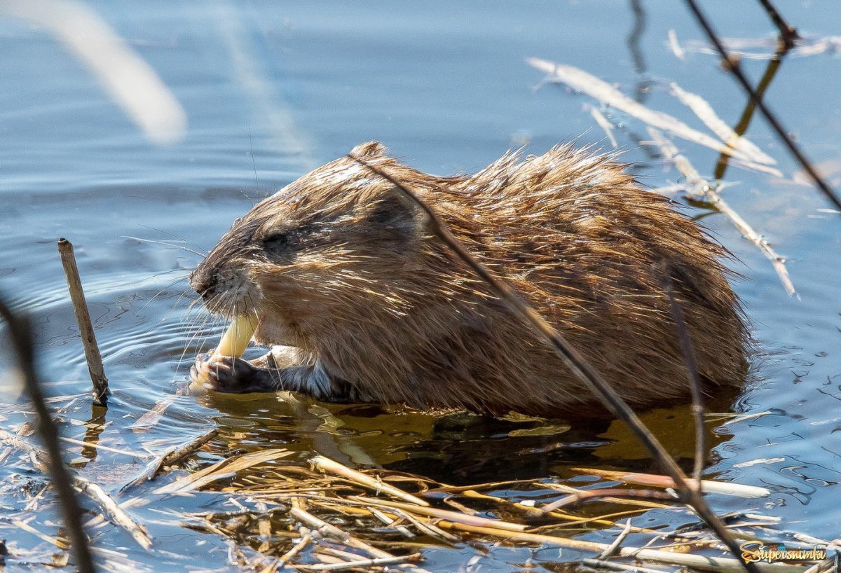 Ондатра Енисей