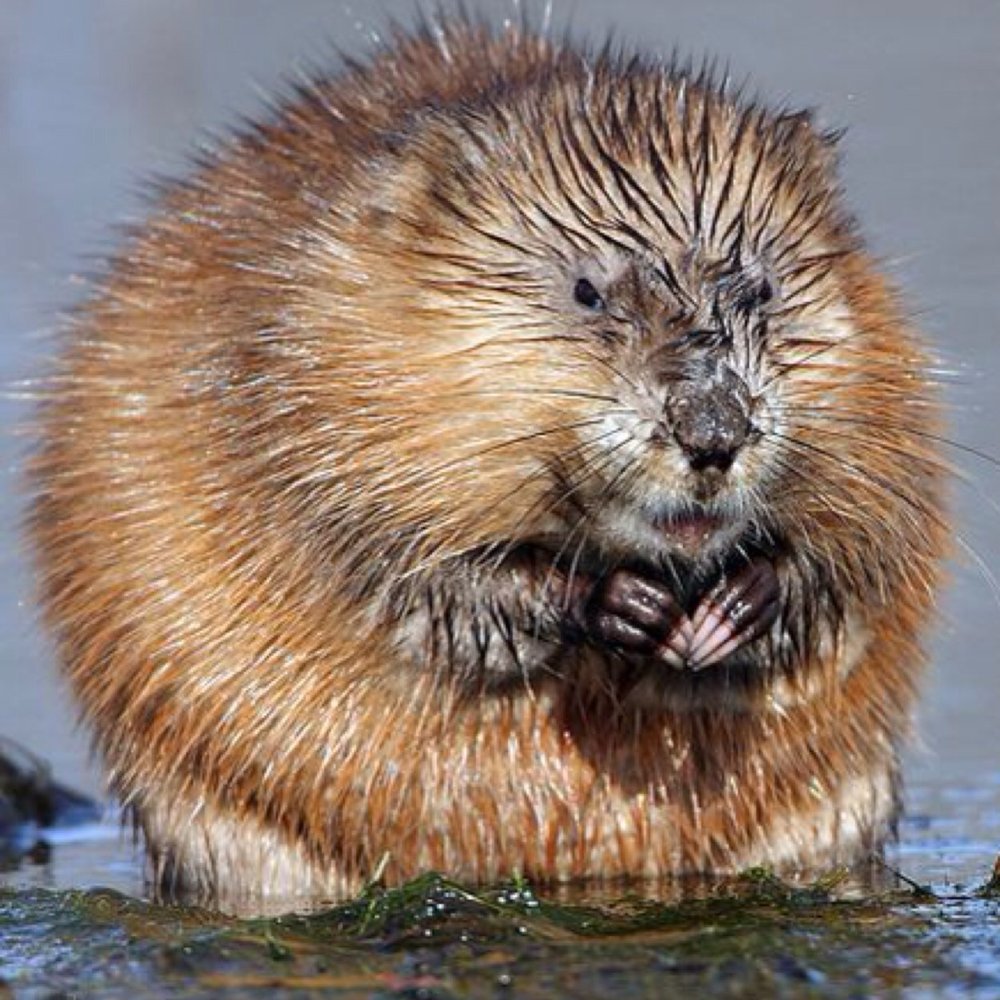 Ондатра мускусная