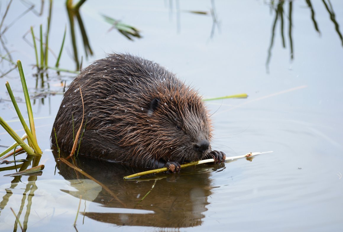 Хатка ондатры