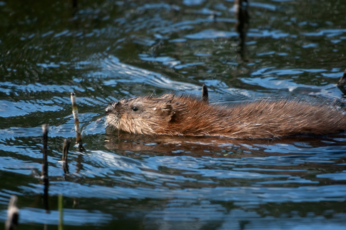 Ондатра мускусная крыса