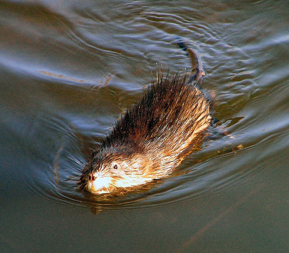 Ондатра Речная детеныш