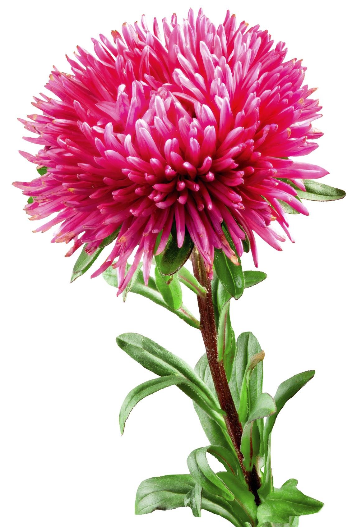 Астра игольчатая со стеблем