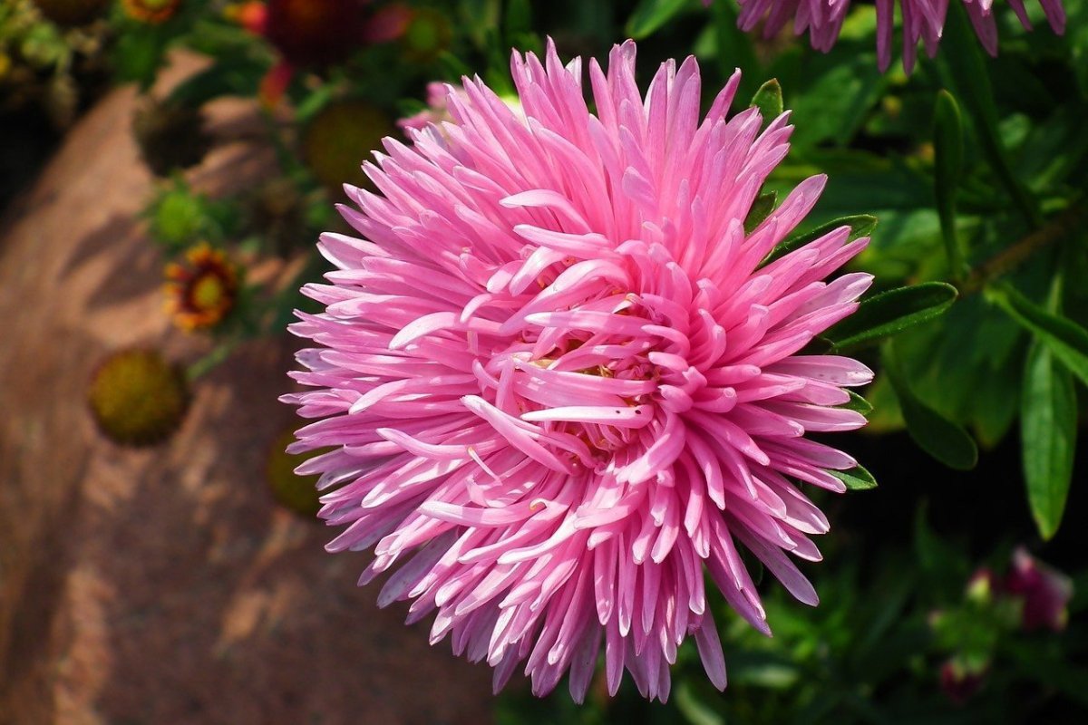 Астра Феллоушип