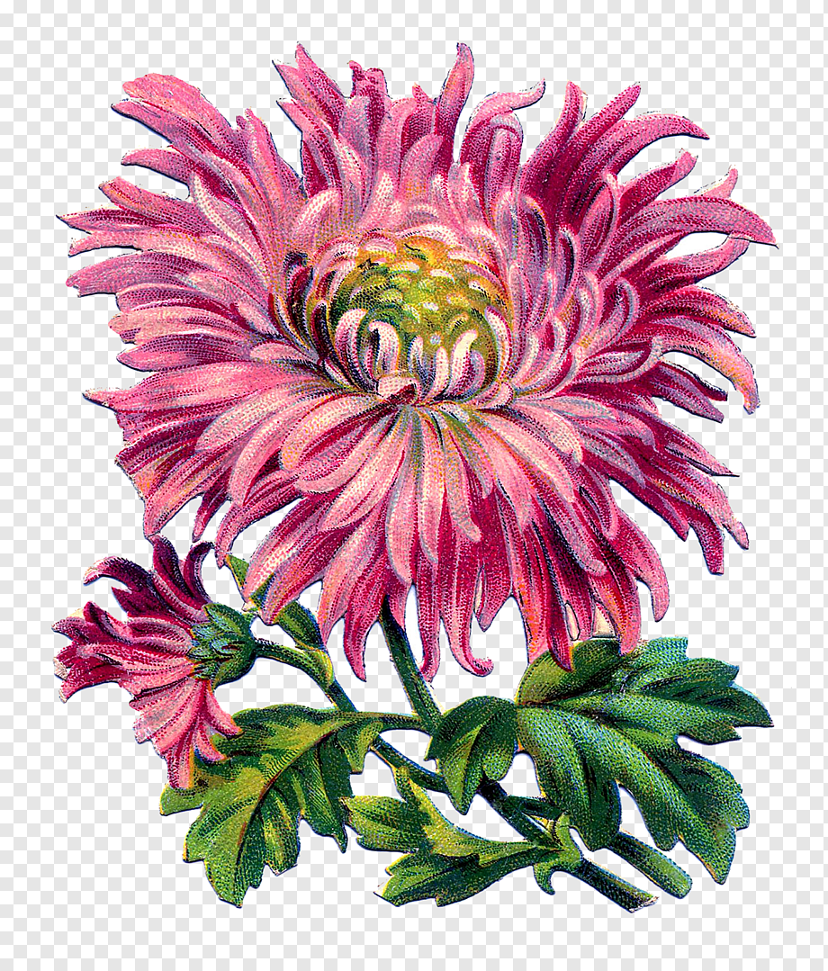 Хризантема Лотос